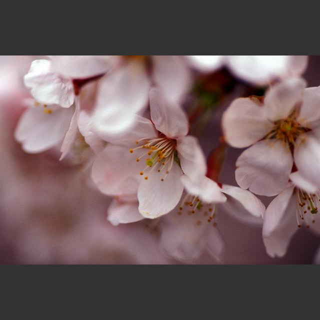 春の桜 cherry blossom 日本の四季 | photo gallery