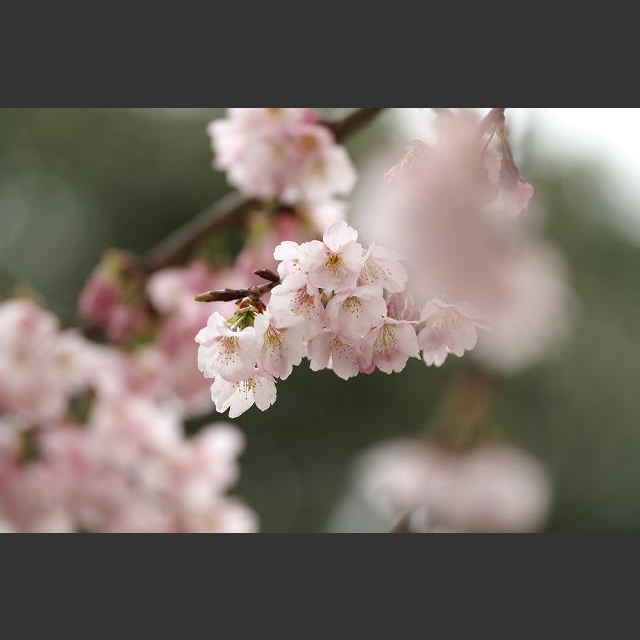 春の桜 cherry blossom 日本の四季 | photo gallery